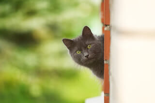 contact catio spaces curious cat