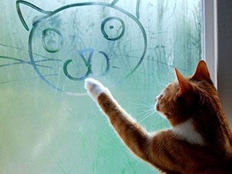cat drawing on window