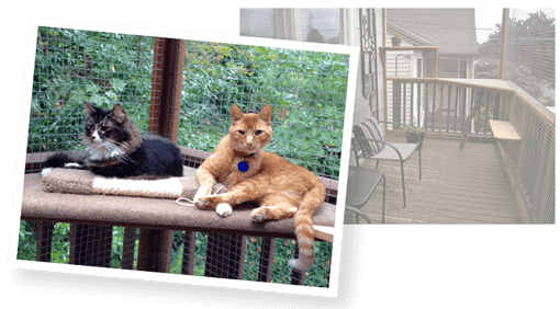 happy catio cats