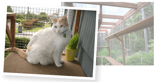 A catio can help resolve conflict between cats in the same house