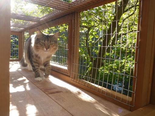 catiospaces animal welfare organization