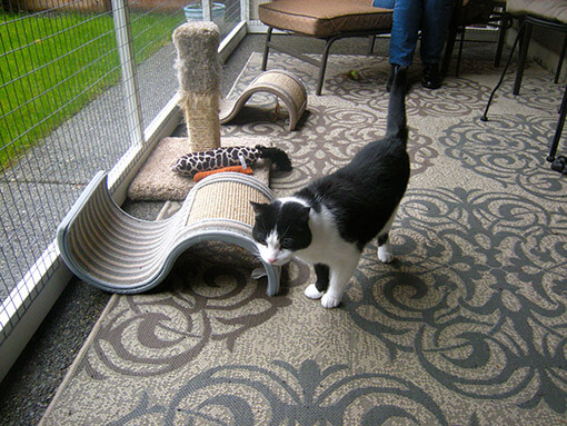 Accessories can provide enrichment in your catio