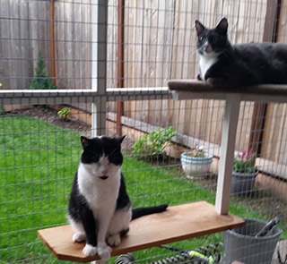 catio-cat-enclosure-cats-shelves-missy-catiospaces