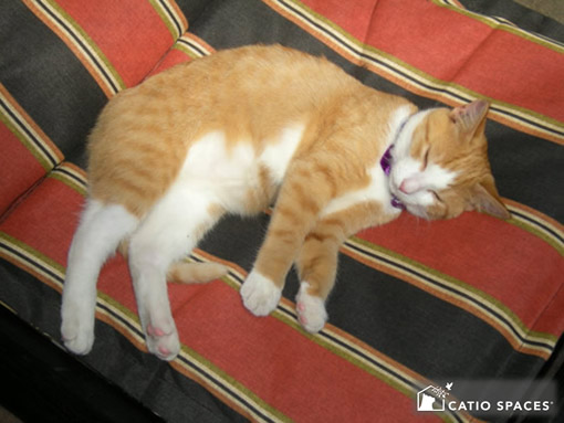 catio-cat-enclosure-sleeping-cat-catiospaces