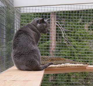 catio-cat-enclosure-window-box-cat-shelf-looking-out-griffin-catiospaces