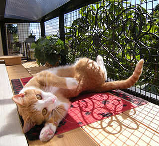 catio-cat-enclosure-window-box-cat-sunbathing-serena-catiospaces