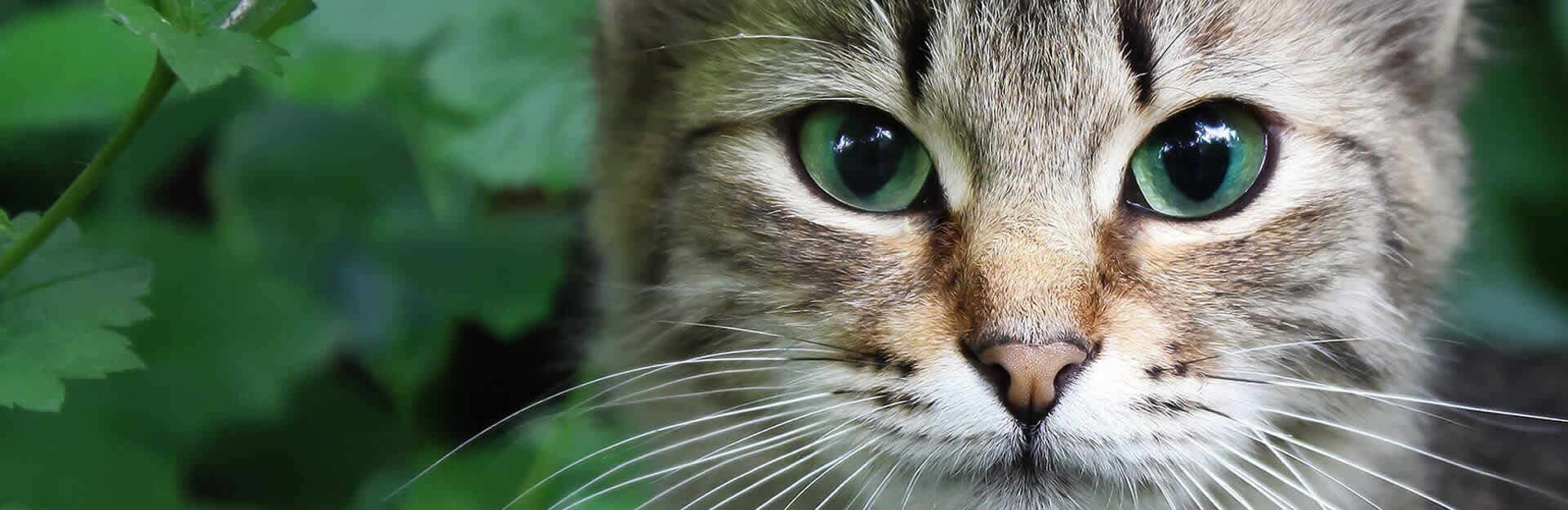 A Basic Introduction to Cat Eyes - Cat Sitter Toronto Inc.