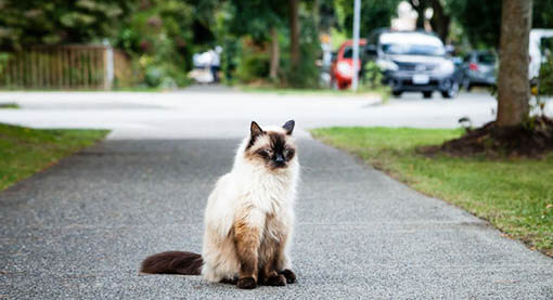 catio tip 1 protect cat