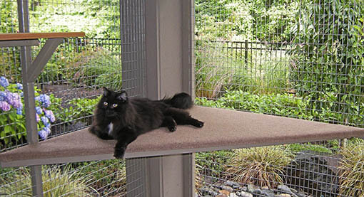 catio tip cat peace of mind