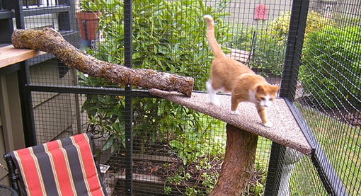 catio tip healthy cat