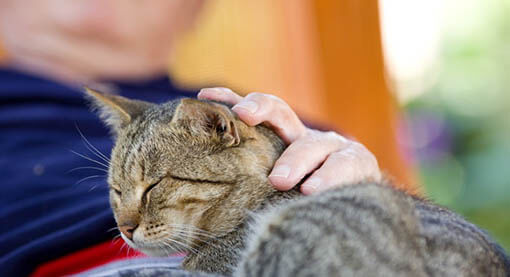 catio tip cat interaction