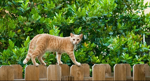 catio tip neighbor relations