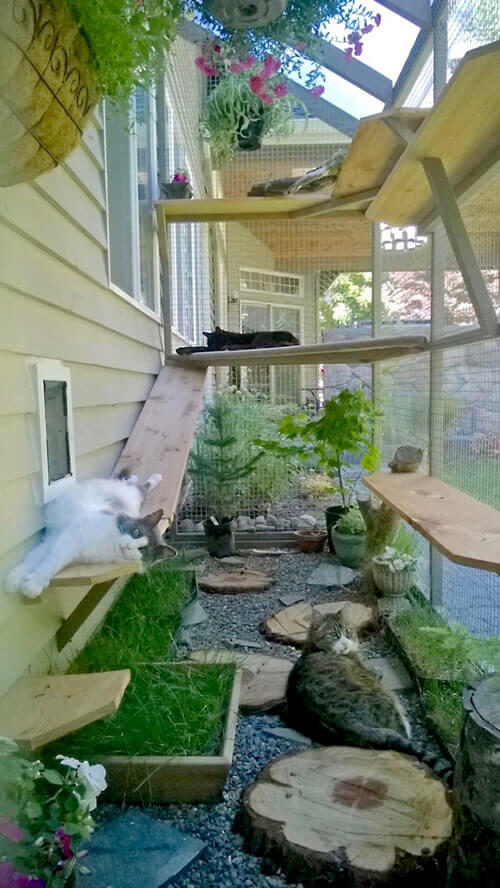 cats lounging in catio