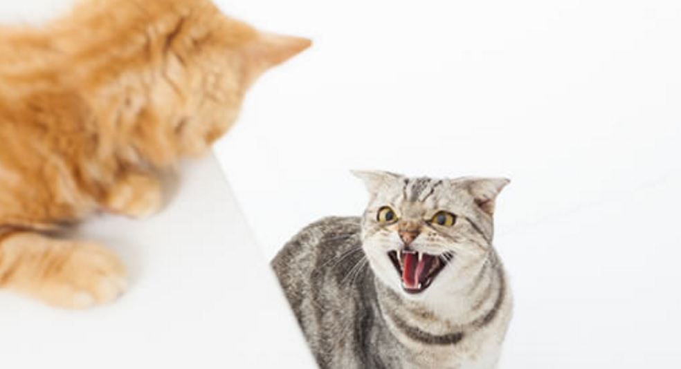 Cat conflict is avoidable