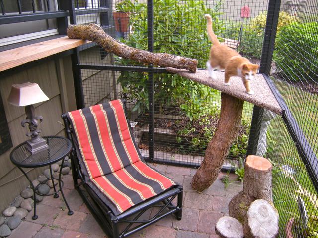 Cat walking in catio