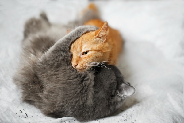 Wrestling cats might not be playing. It might be a sign of conflict.