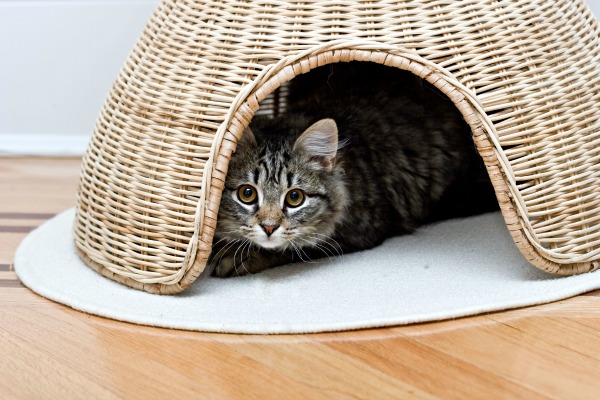 Cat hiding in a basket