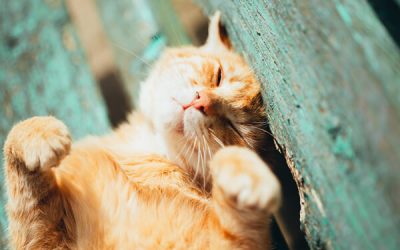 How Your Cat Can Safely Enjoy Time Outside