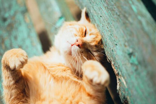 How Your Cat Can Safely Enjoy Time Outside - Catio Spaces