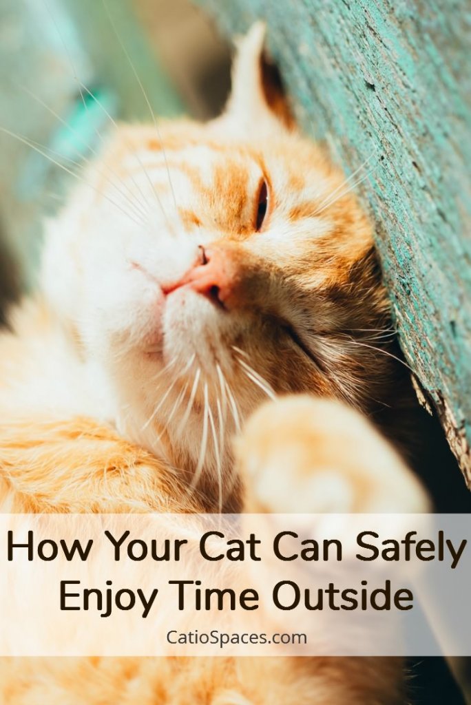 How Your Cat Can Safely Enjoy Time Outside - Catio Spaces