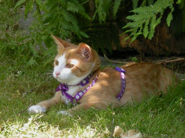 Cat in a Safety Harness Laying in the Grass