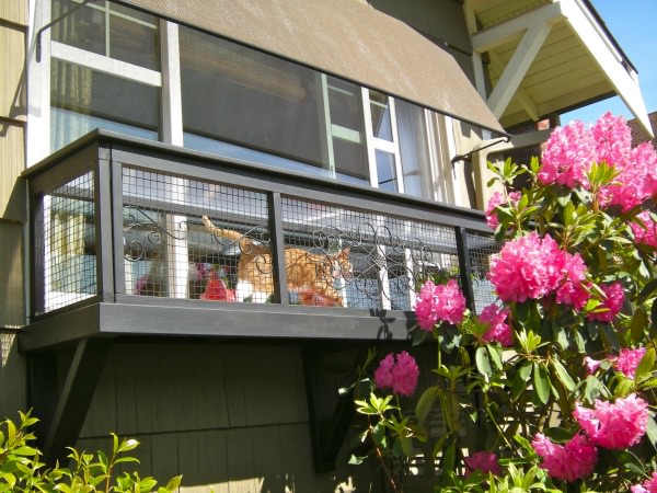 Cat in window box catio