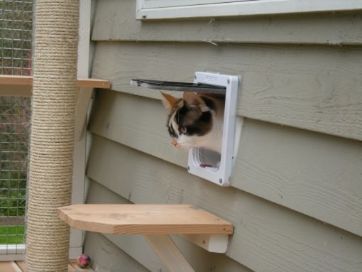 Cat exiting through a cat door into a catio