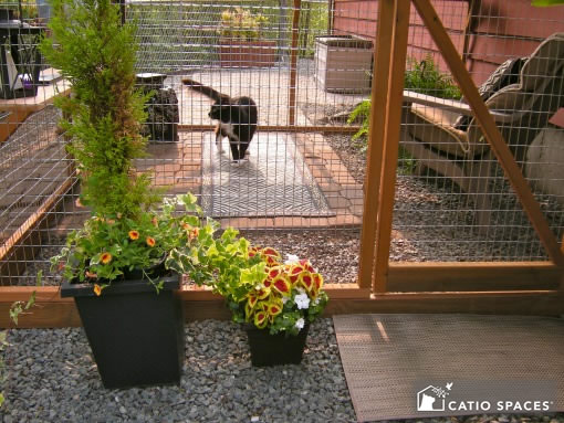 cat walking on the ground inside his catio
