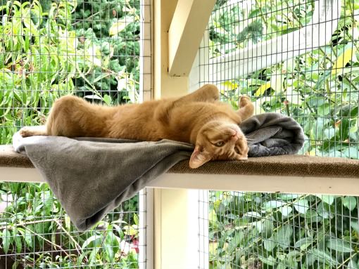 cat happily lounging on his shelf inside of a catio