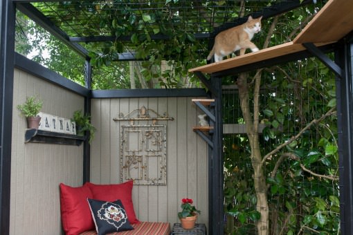 Orange tabby cat in a catio walking on a high shelf