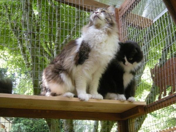 Two cats enjoying a perch in their catio