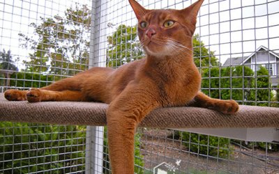 How Two Door-Dashing Cat’s Families Found Peace with a Catio