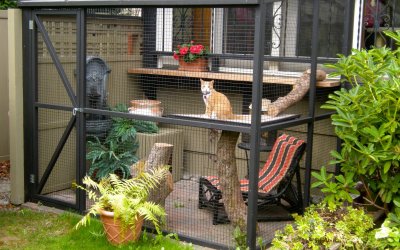 Top 10 Benefits of a Catio