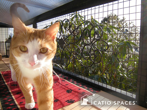 catio-cat-enclosure-window-box-black-cat-walking-catiospaces