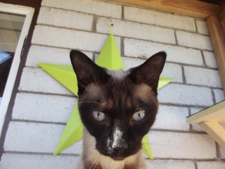 cat in catio