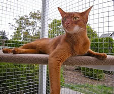 catio cat enclosure cat lounging mars catiospaces