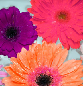 African Daisy Attractive Background 1624260