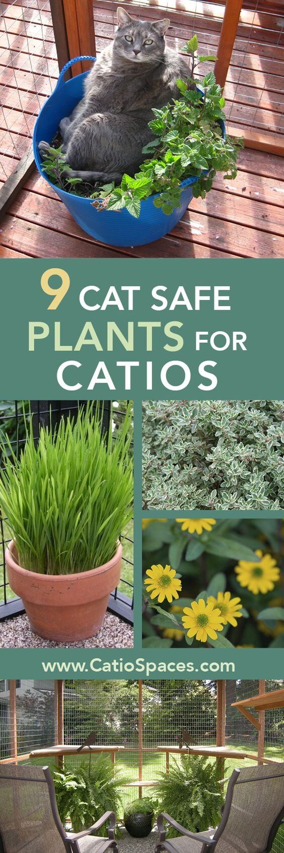 Check out these top cat safe plants for a catio! Includes a resource for indoor plants too as many plants are toxic to cats.