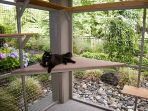 Catio shelves 2024