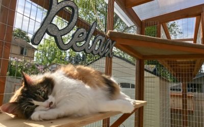 Catio Hacks: Our Top 8 Tips for DIYing Your Catio