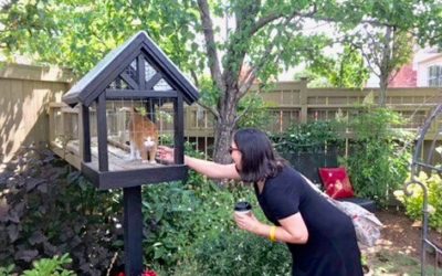 Catios & Catios Tours: A Growing Trend for Cat Enrichment and Safety