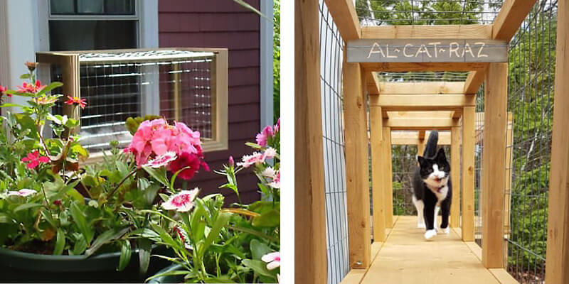 Catio Tour Halifax Canada