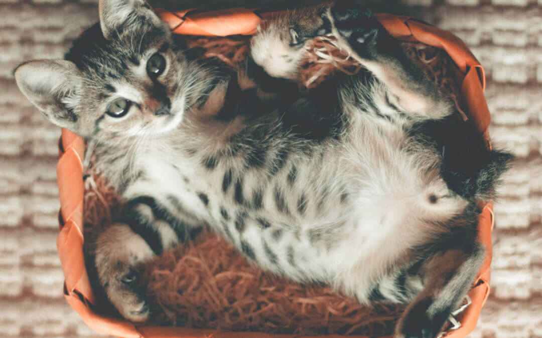 Cooling-Off Kitty: 3 Things to Add to Your Catio During a Heatwave