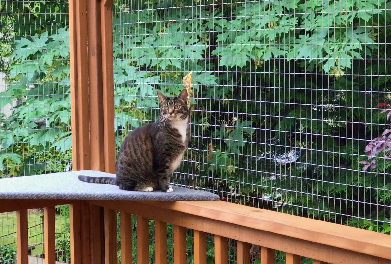 DIY Catio Materials How To Pick The Right Cat Enclosure Mesh For Your 