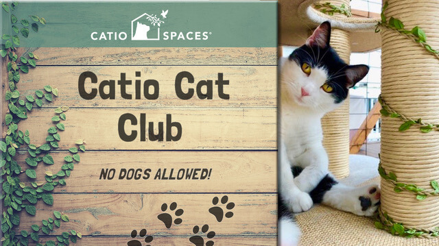 Cat Enclosures Catiospaces Cat Club