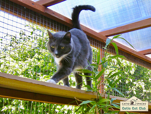 Catio Cat Club Bandit Cochran Catiospaces