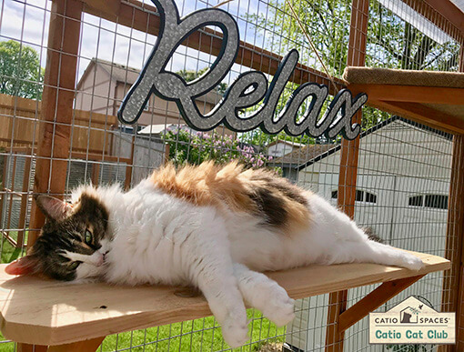 Catio Cat Club Cookie Relax Bruce Catiospaces Copy Catio Cat Club Cookie Relax Bruce Catiospaces Copy