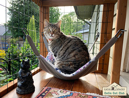 Catio Cat Club Jack Ames Catiospaces Copy