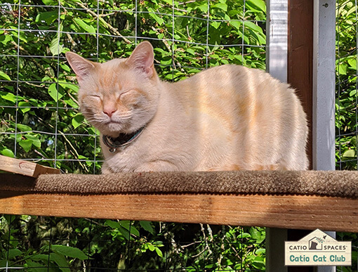 Catio Cat Club Marshmellow Trey Catiospaces Copy