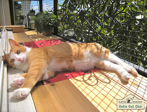 Catio Cat Club Serena Lounging Window Box Catiospaces Copy